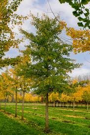 Ginkgo