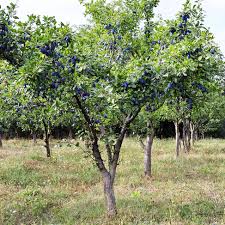 Pflaumenbaum