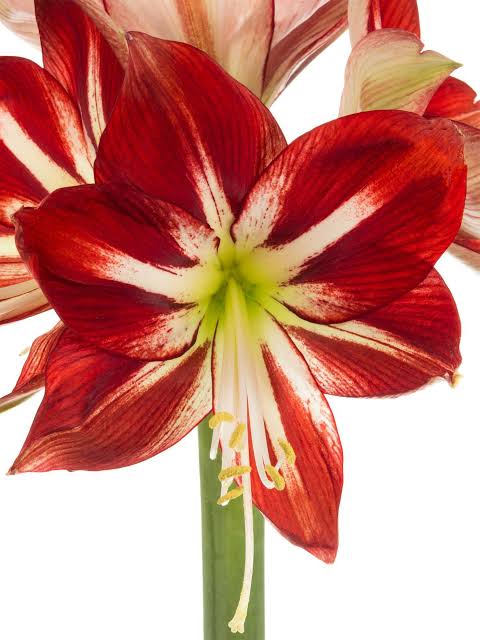 Amaryllis