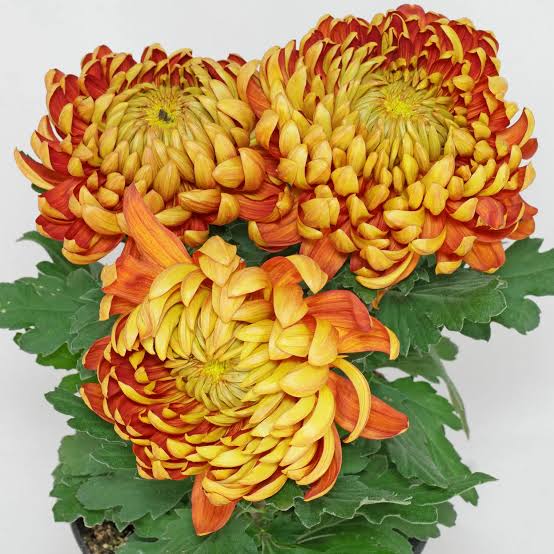 Chrysantheme – Platzhalter für weitere Signatur-Bereiche
