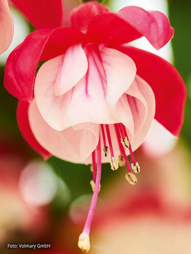 Fuchsie