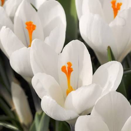 Krokus