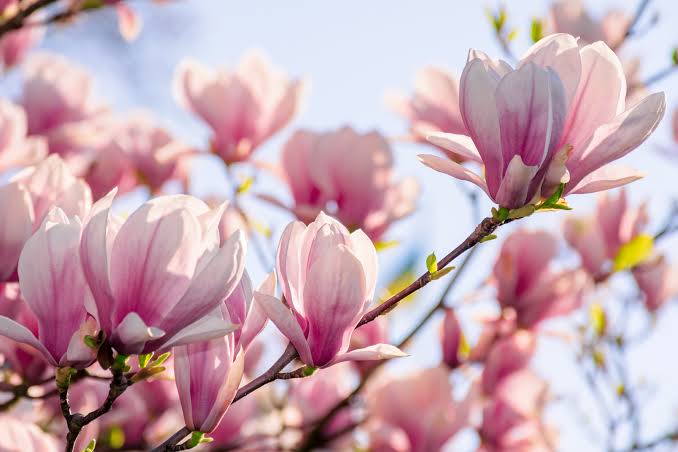 Magnolie
