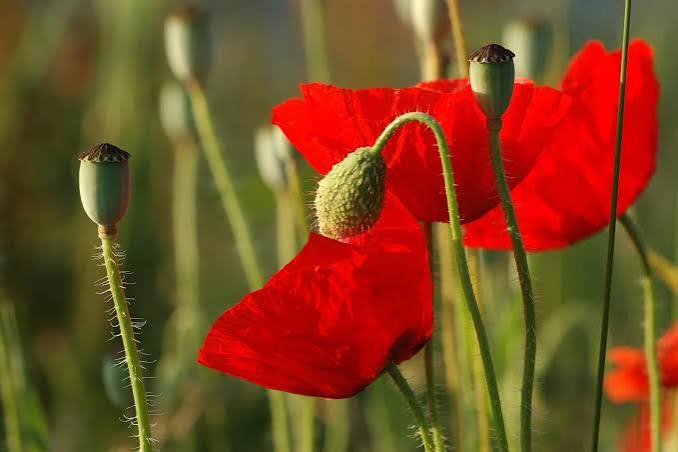 Mohnblume
