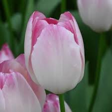 Tulpe