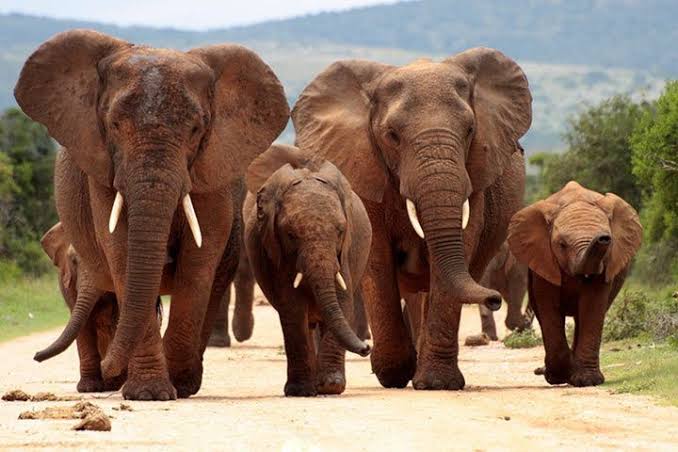 Elefant