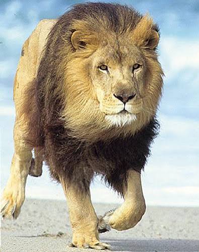 Löwe