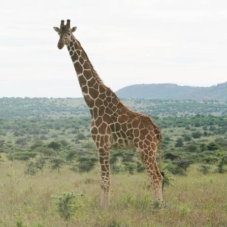Giraffe