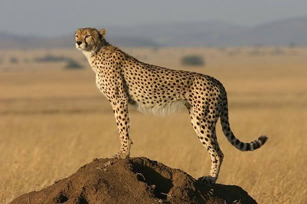 Gepard